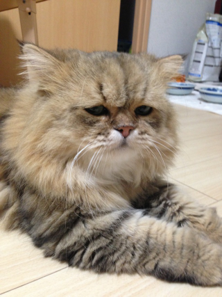 Illustration for article titled Grumpy Cat, Meet Disappointed Cat